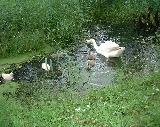 schwan mit jungen1